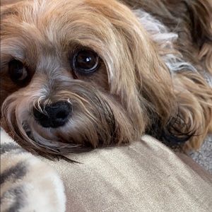 Meet your Posher, Troy